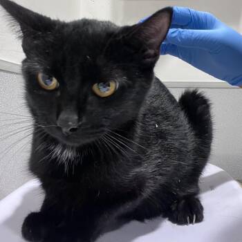Maple -  Domestic Short Hair Cat for Adoption in Tampa, Florida - Maple | PetCurious