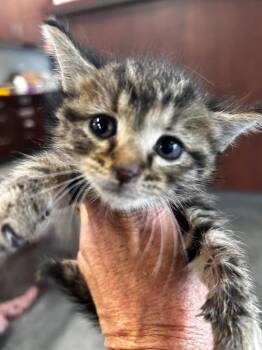 Domestic Short Hair Cats Available for Adoption in Gautier, Mississippi - Culvers | PetCurious