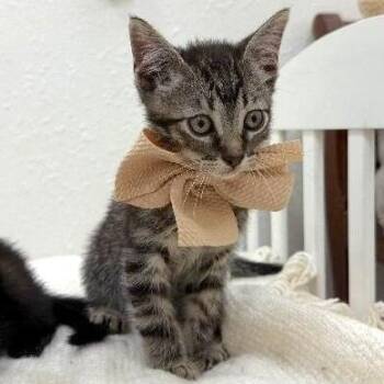 Thistle Garden -  Tabby and Domestic Short Hair Cat for Adoption in Friendswood, Texas - Thistle Garden | PetCurious