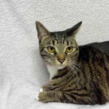 Domestic Short Hair Cats Available for Adoption in Valdosta, Georgia - Shayla | PetCurious