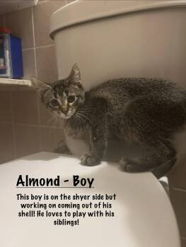 Almond -  Tabby Cat for Adoption in Maywood, Illinois - Almond | PetCurious