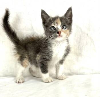 Tajin -  Domestic Short Hair Cat for Adoption in Gainesville, Virginia - Tajin | PetCurious