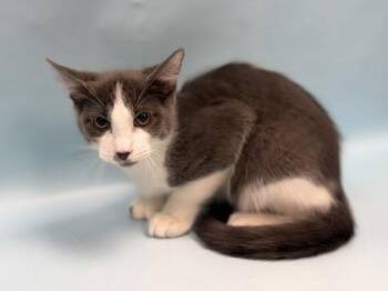 Bosco -  Domestic Short Hair Cat for Adoption in Minneapolis, Minnesota - Bosco | PetCurious
