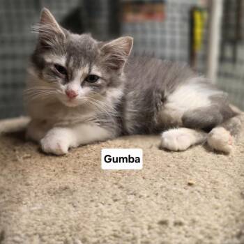 Gumba C11894 -  Domestic Short Hair Cat for Adoption - Gumba C11894 | PetCurious