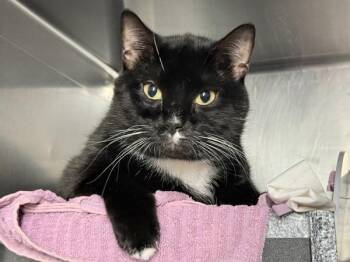 Chowder -  Domestic Short Hair Cat for Adoption in New York, New York - Chowder | PetCurious