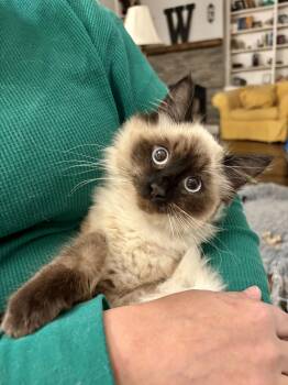 Balinese Cats Available for Adoption - Befuddled | PetCurious