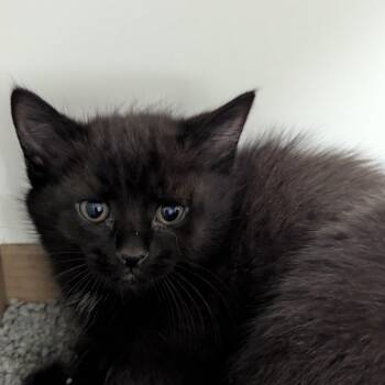 Edna -  Domestic Short Hair Cat for Adoption in Jeffersonville, Indiana - Edna | PetCurious