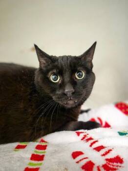 Domestic Short Hair Cats Available for Adoption in Fort Collins, Colorado - Ruthie | PetCurious