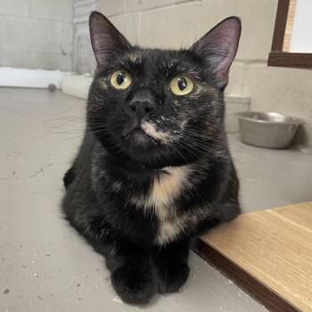 Geraldina -  Domestic Short Hair Cat for Adoption in Laredo, Texas - Geraldina | PetCurious