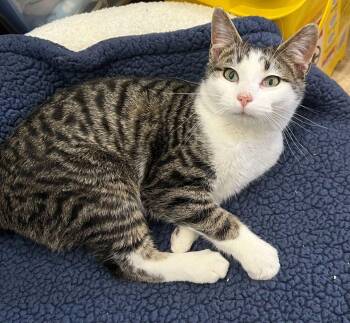 Domestic Short Hair Cats Available for Adoption - Doc | PetCurious