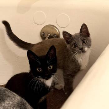 Martin -  Domestic Short Hair Cat for Adoption in Los Angeles, California - Martin | PetCurious