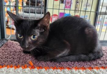 Tia -  Domestic Short Hair Cat for Adoption in Hamilton, Ontario - Tia | PetCurious