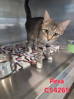 Domestic Short Hair Cats Available for Adoption in Clarksville, Tennessee - Pera | PetCurious