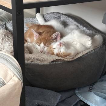 Prometheus & Apollo (bonded pair) -  Domestic Medium Hair Cat for Adoption in Nashville, Tennessee - Prometheus & Apollo (bonded Pair) | PetCurious