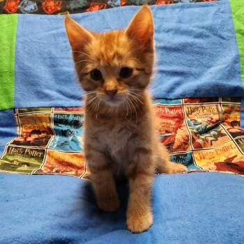 Tigger -  Tabby Cat Available for Adoption in Pasco, Washington - Tigger | PetCurious