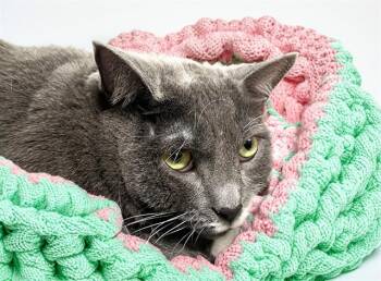 NALA -  Domestic Short Hair Cat for Adoption in Fort Lauderdale, Florida - NALA | PetCurious
