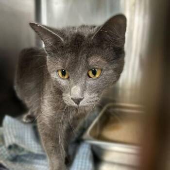 Domestic Short Hair Cats Available for Adoption - IHasCupquake | PetCurious