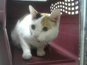 JULIETTE -  Domestic Short Hair Cat for Adoption in Loveland, Colorado - JULIETTE | PetCurious