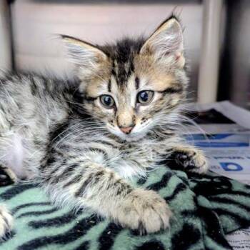 WREN -  Domestic Short Hair Cat for Adoption in Pensacola, Florida - WREN | PetCurious