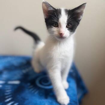 Calf -  Domestic Short Hair Cat for Adoption in Cody, Wyoming - Calf | PetCurious