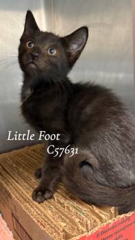 Little Foot -  Domestic Short Hair Cat for Adoption in Clarksville, Tennessee - Little Foot | PetCurious