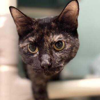 Esme -  Domestic Short Hair Cat for Adoption in Pittsford, Vermont - Esme | PetCurious