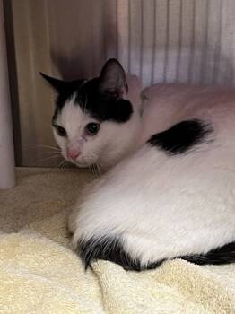 Rescue Domestic Short Hair Cats for Adoption in Cincinnati, Ohio - Pumpkin | PetCurious