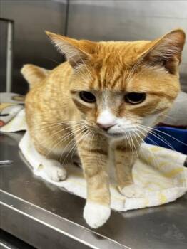 Domestic Short Hair Cats Available for Adoption - CARNELIAN | PetCurious