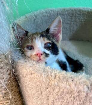 Rescue Domestic Short Hair Cats for Adoption in Leona Valley, California - Layla Petalsocks | PetCurious