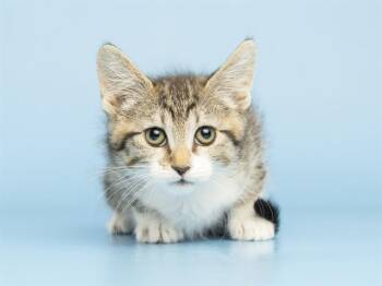 SYLVIE -  Domestic Long Hair Cat for Adoption in Phoenix, Arizona - SYLVIE | PetCurious