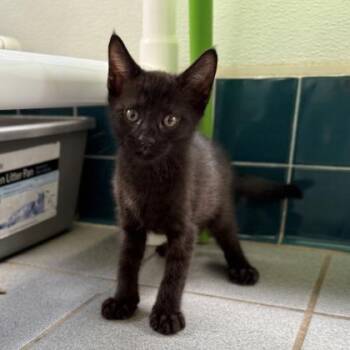 Domestic Short Hair Cats Available for Adoption in Honolulu, Hawaii - Rocco | PetCurious