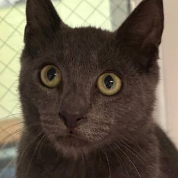 Theo -  Domestic Short Hair Cat for Adoption in East Hanover, New Jersey - Theo | PetCurious