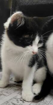 Cyrus -  Domestic Medium Hair Cat for Adoption in Henderson, North Carolina - Cyrus | PetCurious