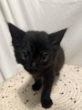 Dickens -  Domestic Short Hair Cat for Adoption in Hoffman Estates, Illinois - Dickens | PetCurious