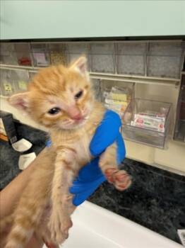 *BOMMER (BLUE) -  Domestic Short Hair Cat for Adoption in Woodland, California - *BOMMER (BLUE) | PetCurious
