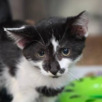 Clarabelle -  Domestic Short Hair Cat for Adoption in Newark, New Jersey - Clarabelle | PetCurious