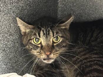 Rescue Domestic Short Hair Cats for Adoption in Fort Lauderdale, Florida - BEANS | PetCurious