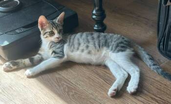 Porto -  Domestic Short Hair Cat for Adoption in Magnolia, Texas - Porto | PetCurious