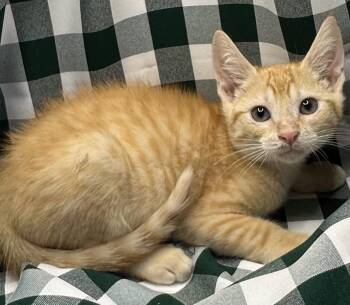 Wekosa -  Domestic Short Hair and Tabby Cat for Adoption in San Diego, California - Wekosa | PetCurious