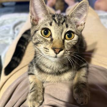 Rescue Domestic Short Hair Cats for Adoption in Los Angeles, California - Gigi | PetCurious