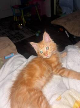 Leroy -  Maine Coon Cat for Adoption in Fort Myers, Florida - Leroy | PetCurious