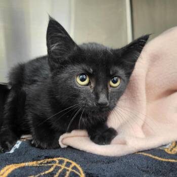 Rescue Domestic Short Hair Cats for Adoption in Windsor, Virginia - Limp Bizkit | PetCurious