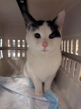 Domestic Short Hair Cats Available for Adoption in St. Cloud, Minnesota - Simon | PetCurious