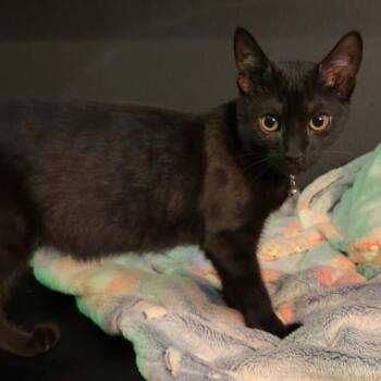 Megumi -  Domestic Short Hair Cat for Adoption in Port Richey, Florida - Megumi | PetCurious
