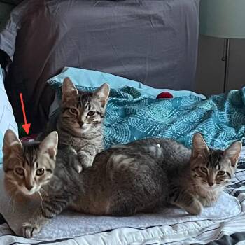 Domestic Short Hair Cats Available for Adoption in Middleton, Wisconsin - Bobby - Bonded To Dolly | PetCurious