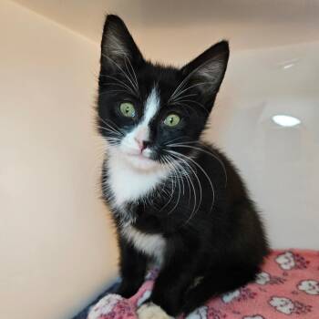 Domestic Short Hair Cats Available for Adoption - Pine | PetCurious