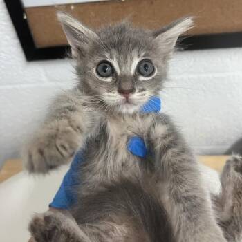 Josie -  Domestic Short Hair Cat for Adoption in Edinburg, Texas - Josie | PetCurious