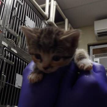 Iris -  Domestic Short Hair Cat for Adoption in New York, New York - Iris | PetCurious