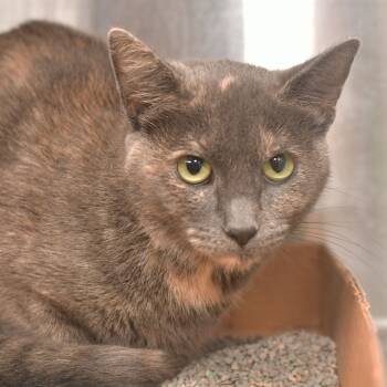 Rescue Domestic Short Hair Cats for Adoption in Ottawa, Kansas - School | PetCurious