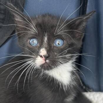 Mario -  Domestic Medium Hair Cat for Adoption in Crookston, Minnesota - Mario | PetCurious